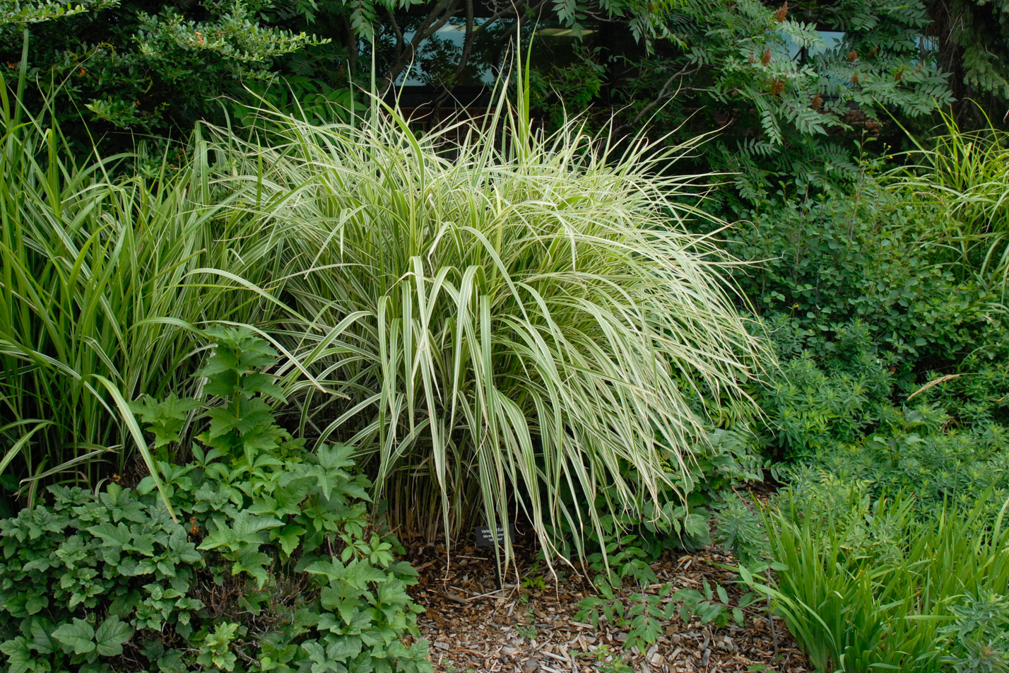 Variegated Maiden Grass